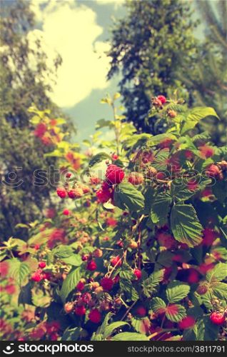 raspberries growing in the garden in the summer outdoors