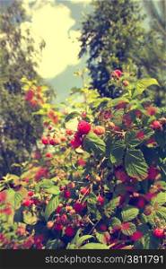 raspberries growing in the garden in the summer outdoors