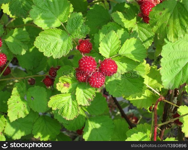 Raspberries in a garden