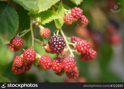 Raspberry branch