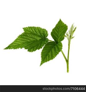 raspberry branch with a green stem and leaves on a white background, young shoot