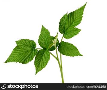 raspberry branch with a green stem and leaves on a white background, young shoot