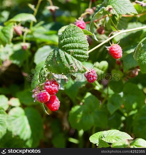 Raspberry branch with green leaves in the garden