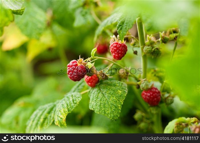 Raspberry bush in a garden; close-up