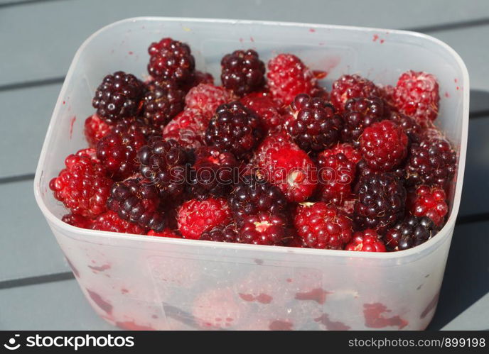 Raspberry in a plastic box after harvesting in a vegetable garden during summer