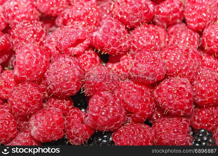raspberry in the heap. rich crop of red ripe and tasty raspberry