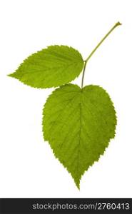 raspberry leaf isolated on a white