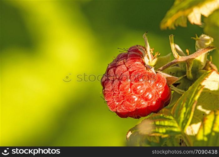 raspberry, macro of a ripe fruit