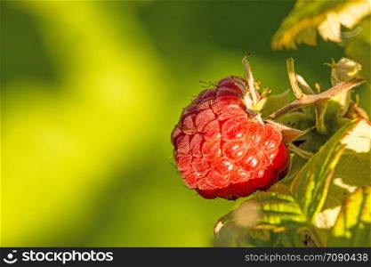 raspberry, macro of a ripe fruit