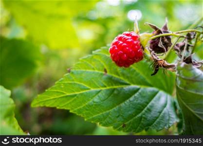 Raspberry plant close-up view in Haute Savoie, France. Raspberry plant close-up view, Haute Savoie, France
