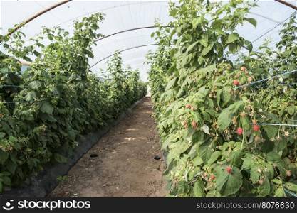 Raspberry plantation in greenhouse