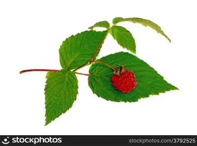 Raspberry with green leaf isolated