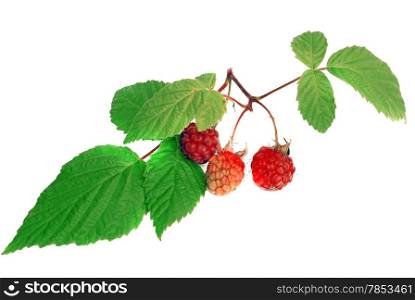 Raspberry with green leaf isolated