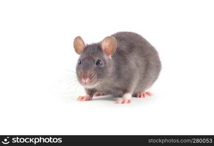 rat close-up isolated on white background