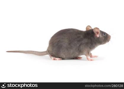 rat close-up isolated on white background