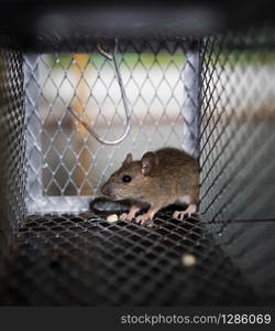 rat eating something in metal trap