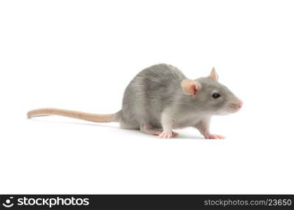rat isolated on the white background