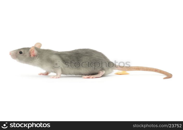 rat isolated on the white background