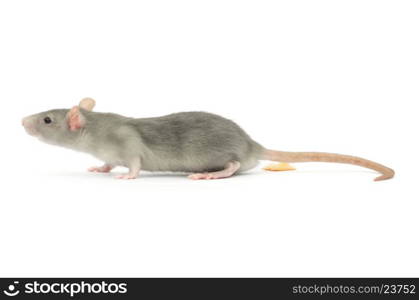 rat isolated on the white background