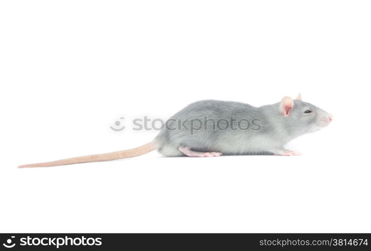 rat isolated on the white background