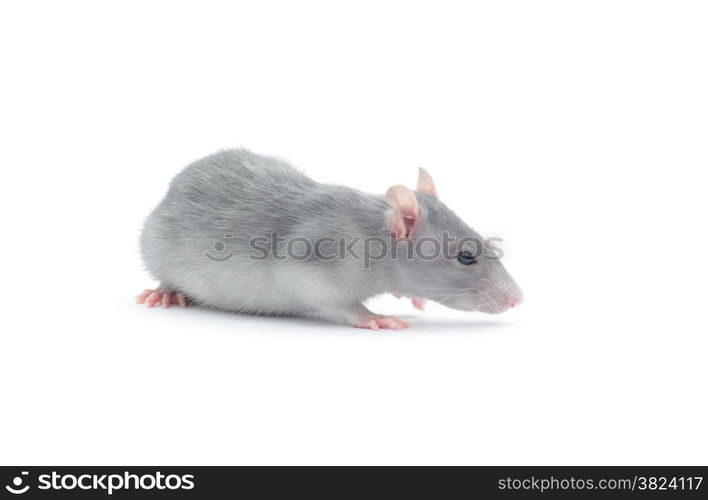 rat isolated on the white background