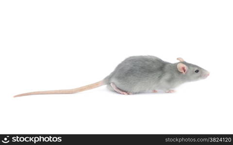 rat isolated on the white background