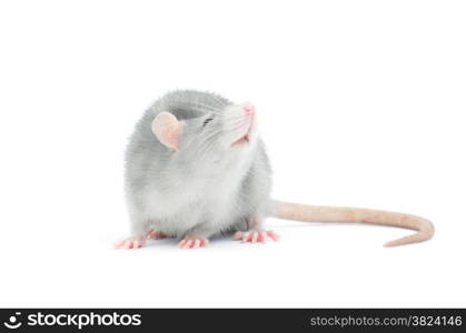 rat isolated on the white background