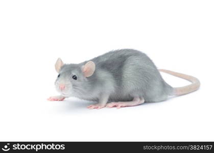 rat isolated on the white background