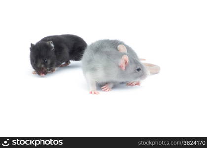 rat isolated on the white background