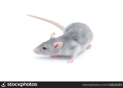 rat isolated on the white background