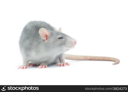 rat isolated on the white background