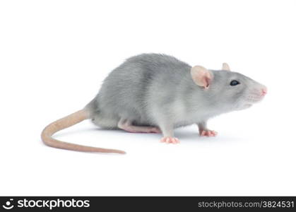 rat isolated on the white background