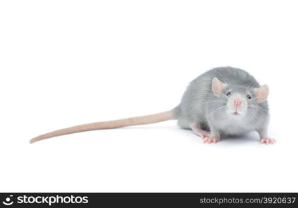 rat isolated on the white background