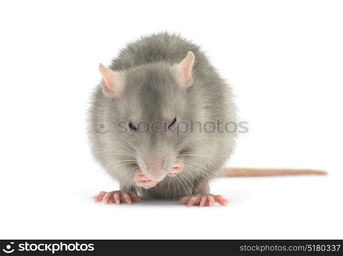 rat isolated on the white background