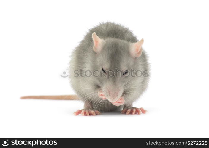 rat isolated on the white background