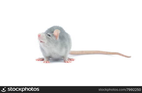 rat isolated on the white background