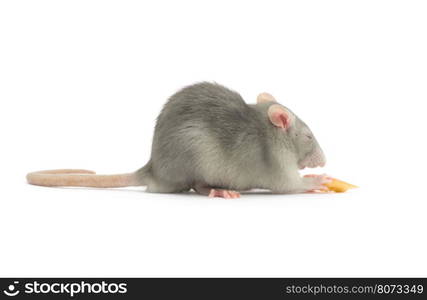 rat isolated on the white background