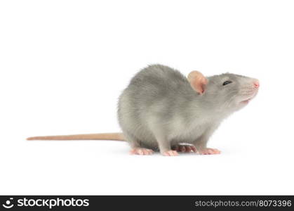 rat isolated on the white background