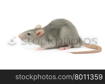 rat isolated on the white background&#xA;&#xA;