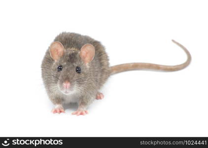 rat isolated on white background