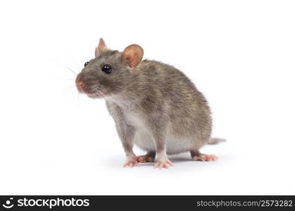 rat isolated on white background