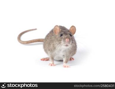 rat isolated on white background