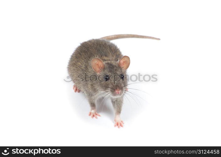 rat isolated on white background