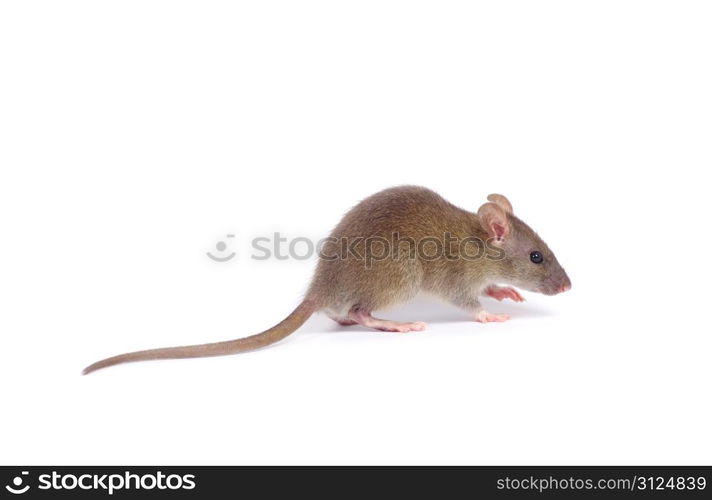 rat isolated on white background