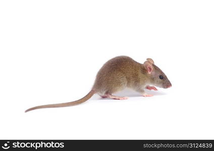 rat isolated on white background