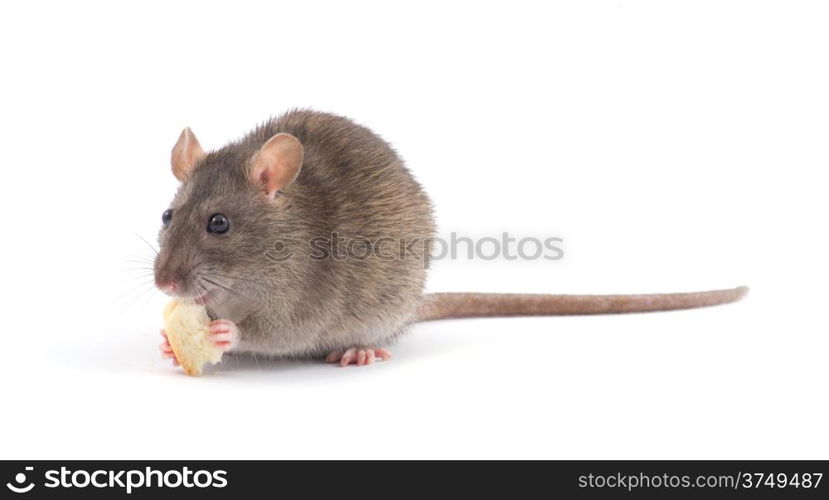 rat isolated on white background