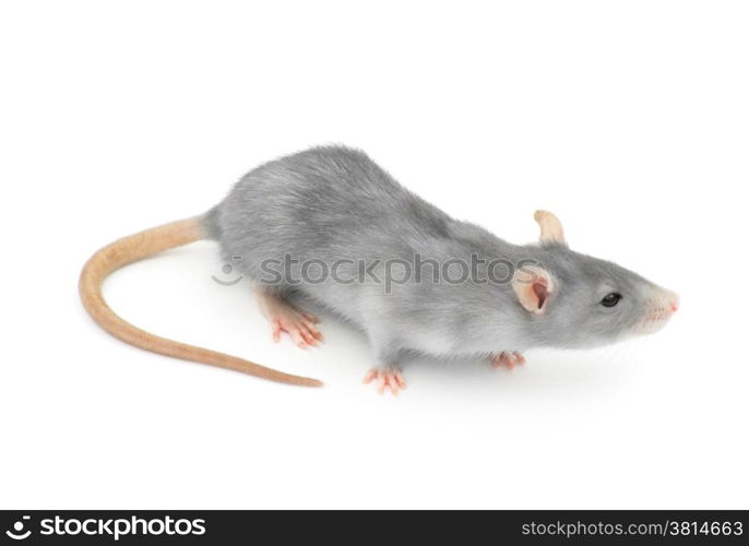 rat isolated on white background