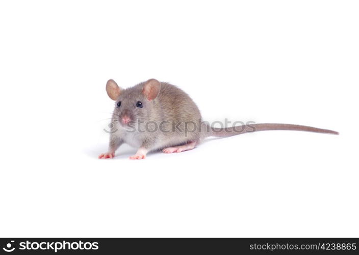 rat isolated on white background