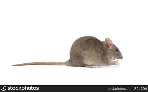 rat isolated on white background