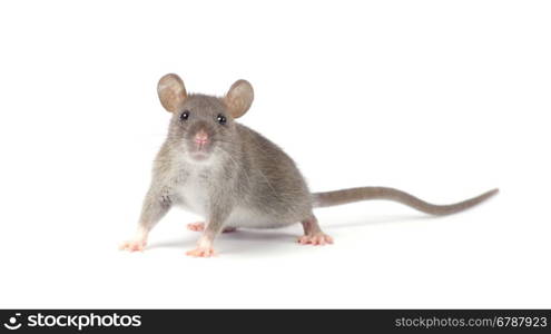 rat isolated on white background